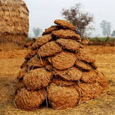 Cow Dung Cakes